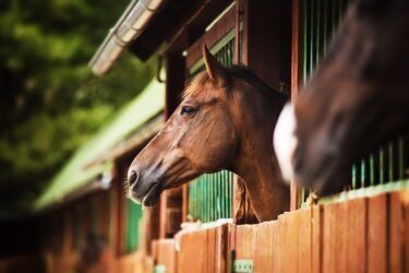 Pferdeeinstellvertrag – formularmäßig vereinbarte Kündigungsfrist – Wirksamkeit