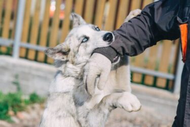 Hundehalterhaftung bei Verletzung eines Paketboten